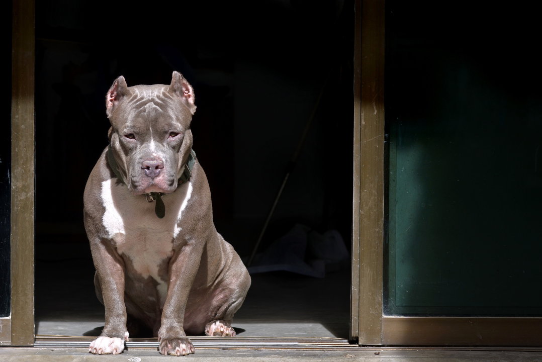 Dal Nord-ovest: aggredito da un pitbull mentre si allena: grave un 36enne di Cuneo