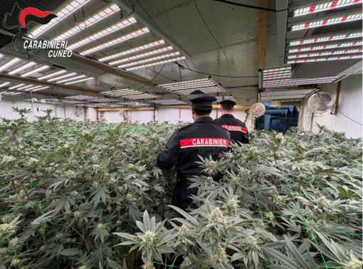 Coltivava marijuana in casa: arrestato un 48enne di Carpignano Sesia - Foto di repertorio