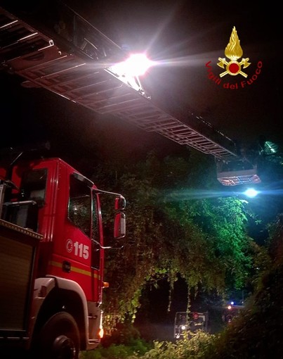 Borgosesia: Pianta su linea elettrica, Vigili del Fuoco al lavoro Borgosesia: Pianta su linea elettrica, Vigili del Fuoco al lavoro