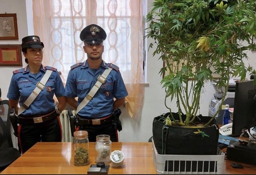 Marijuana in tasca e una piccola serra in casa: denunciato un 19enne vercellese