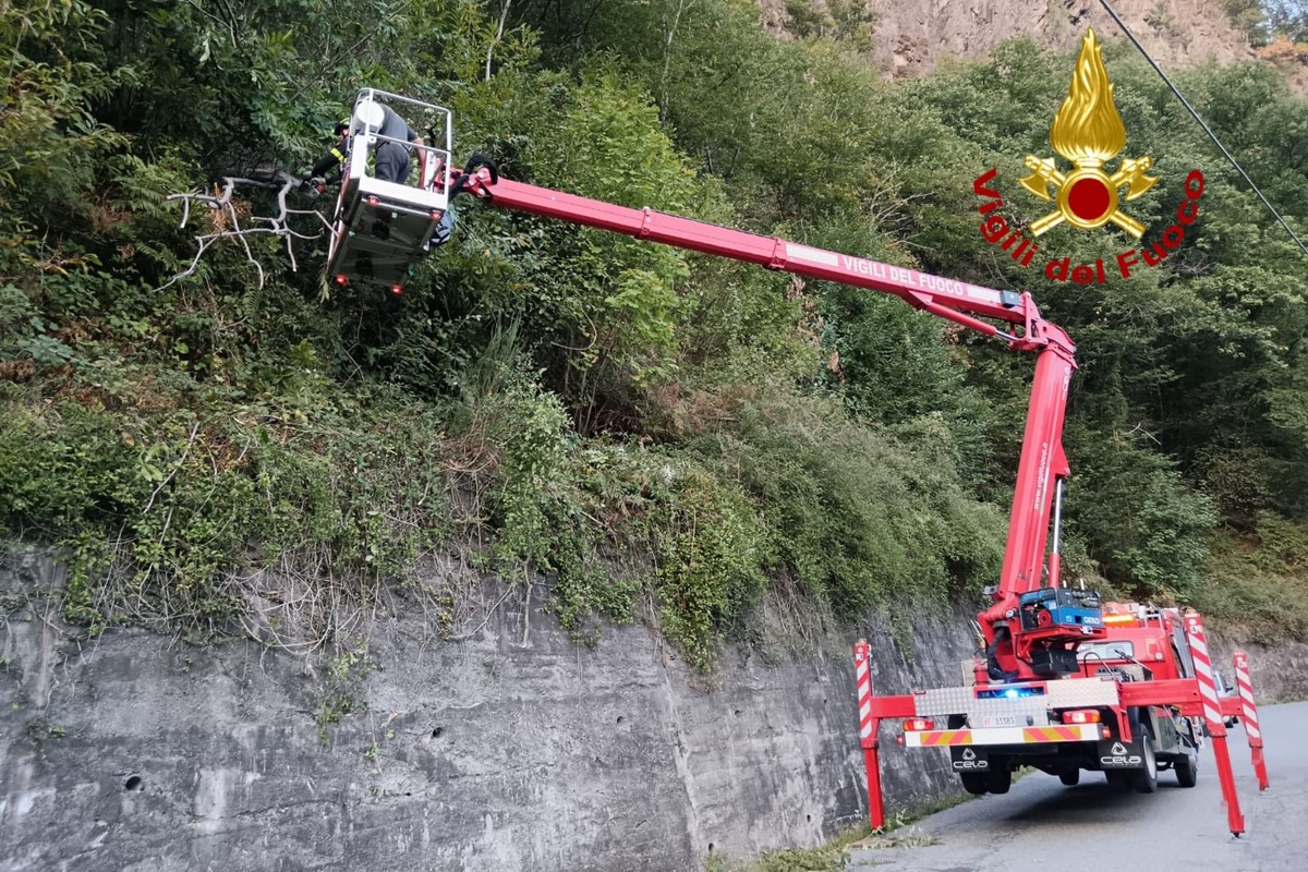 Varallo: Pianta sulla carreggiata lungo la strada per Morondo, intervengono i Vigili del Fuoco