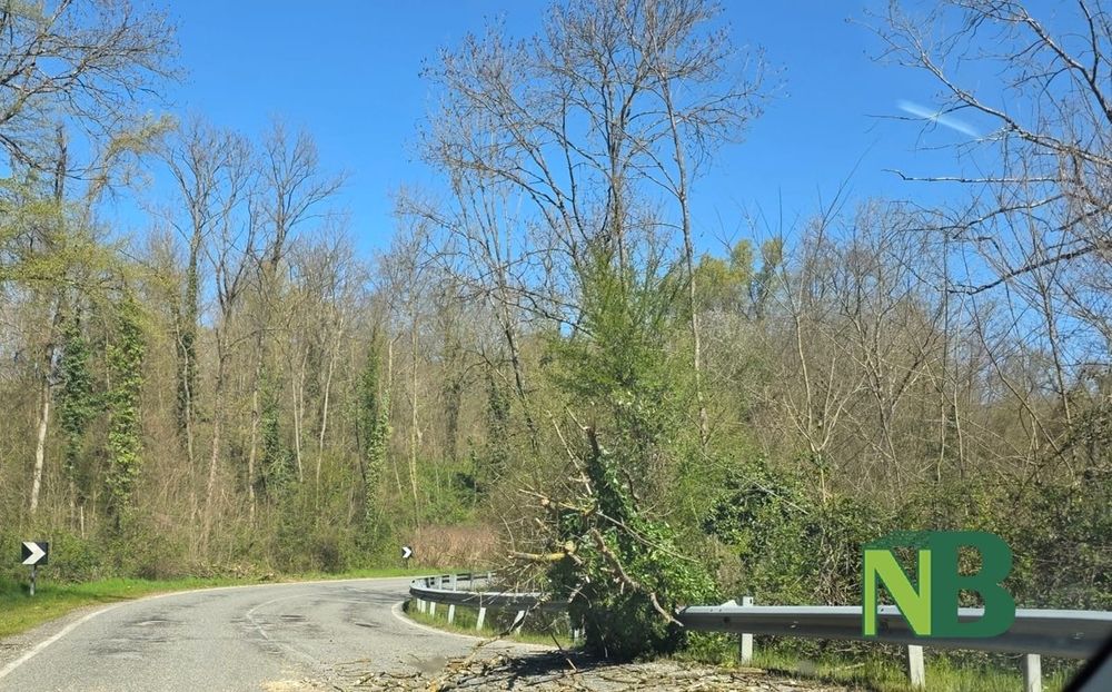Piante a terra per il vento, Vigili del Fuoco tra Sostegno e Roasio Piante a terra per il vento, Vigili del Fuoco tra Sostegno e Roasio