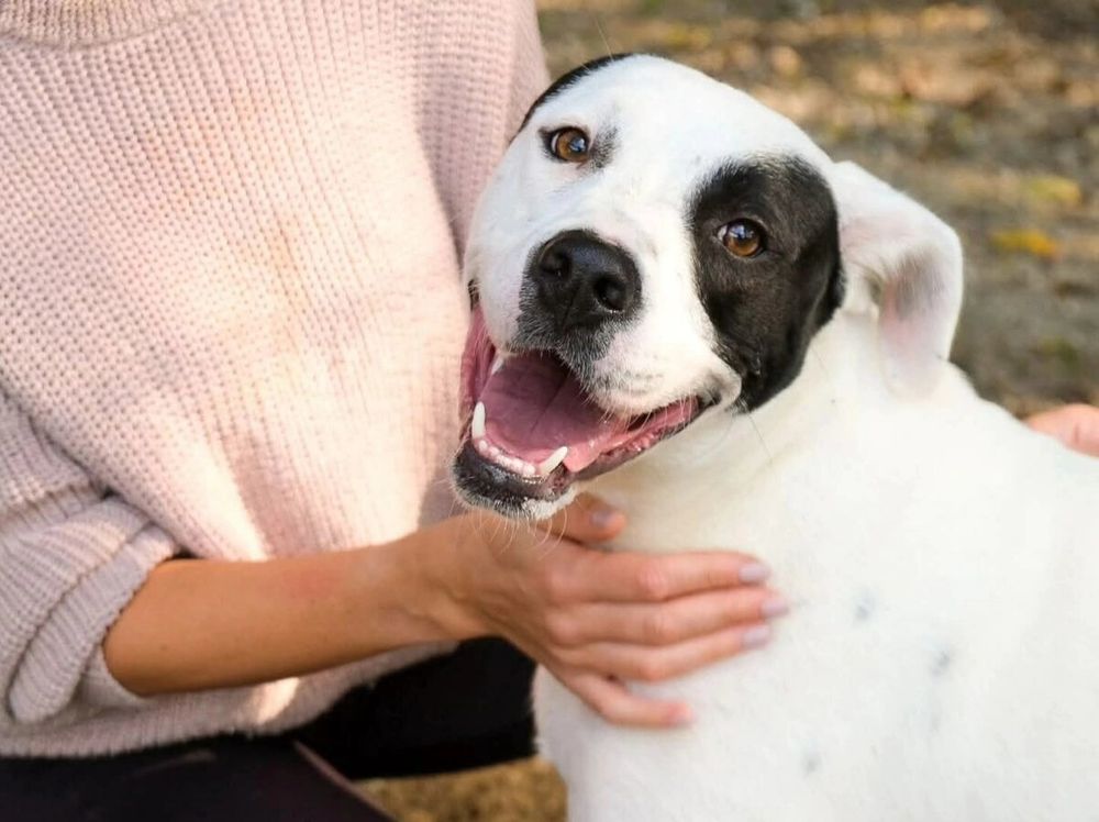 Appello del cuore: aiutiamo Conan? Soffre troppo in un box, non ce la fa