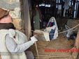 Rivò, il presepe da vivere: un viaggio nel Natale di una volta FOTO e VIDEO Catia Ciccarelli e Mauro Bedenetti per newsbiella.it