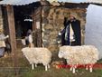 Rivò, il presepe da vivere: un viaggio nel Natale di una volta FOTO e VIDEO Catia Ciccarelli e Mauro Bedenetti per newsbiella.it