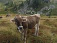 All’Alpe Sorbella biodiversità e pascoli al centro: i monitoraggi confermano i primi risultati All’Alpe Sorbella biodiversità e pascoli al centro: i monitoraggi confermano i primi risultati