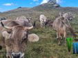 Nel cuore della montagna: la scelta di vita di Davide e Alessia, tra animali, formaggi e libertà VIDEO Nel cuore della montagna: la scelta di vita di Davide e Alessia, tra animali, formaggi e libertà VIDEO