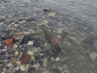 Cronaca dal Nord-ovest: neutralizzato un ordigno sul fondo del Po, all'opera i genieri alpini Cronaca dal Nord-ovest: neutralizzato un ordigno sul fondo del Po, all'opera i genieri alpini