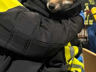 Santhià, volpe entra in un negozio, la recuperano i Vigili del Fuoco