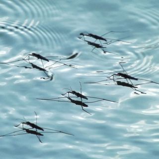 Disinfestazione zanzare