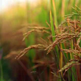 Confagricoltura e Cia ai soci: "Prezzi non accettabili"