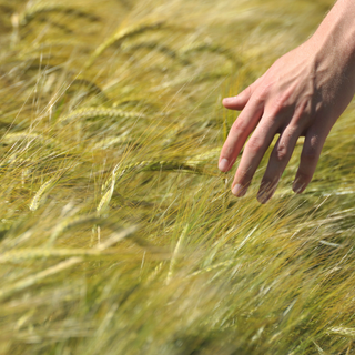 Grano, cresciute le importazioni del 28%: dati allarmanti per l'agricoltura piemontese