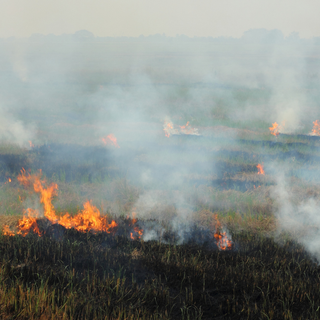 Risaie più sicure: nuovi dati scientifici per prevenire gli incendi nelle aziende agricole