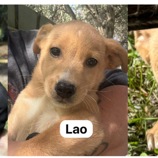 Cuccioli in cerca di casa: Leo, Lao e Minnie