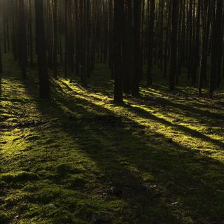 Giornata internazionale delle foreste, dalla tutela del clima ai tartufi: i boschi del Piemonte al centro delle politiche della Regione (foto di repertorio)
