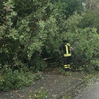 Crolla albero sulla strada, a Valdilana arrivano i Vigili del Fuoco (foto di repertorio)