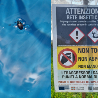 Popillia japonica al via il piano di azione 2025 per contenerne la diffusione