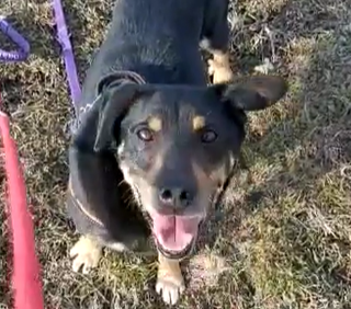 Come viaggiare con il tuo animale domestico in estate: regole, consigli e prevenzione dell’abbandono