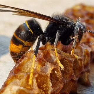 Corso di formazione per operatori addetti alla neutralizzazione di nidi di vespa velutina