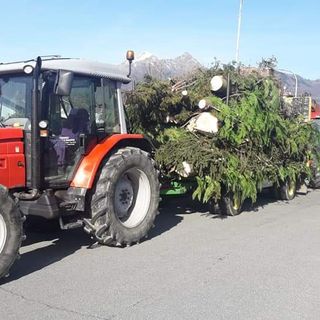 A Pray parte il taglio di piante malate e pericolose, sindaco: “Dobbiamo curare una delle aree verdi più belle del Biellese orientale”