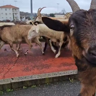 Transumanza in Valsesia: la primavera risveglia le tradizioni.