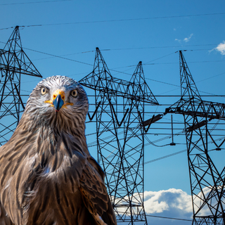 Posizionati a Vercelli dissuasori salvarapaci: E-Distribuzione al lavoro sulle linee elettriche.