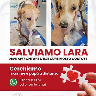 Lara, cucciola malata e coraggiosa: aiutala a vincere la sua battaglia per la vita
