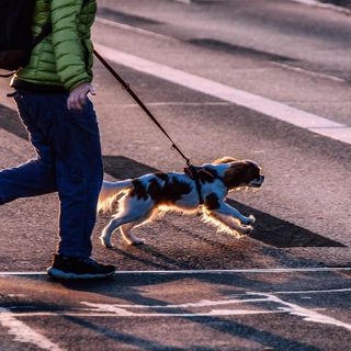 Portula, un regolamento per la tutela degli animali da affezione: non più cani a spasso senza guinzaglio (foto di repertorio)