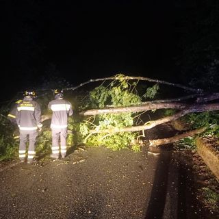 Maltempo, piante sulla strada a Valdilana e Ailoche (foto di repertorio)