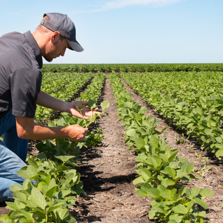 Più risorse per l’agricoltura piemontese: 381 milioni per 30mila imprese.