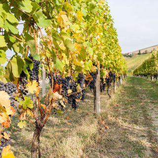 Il Piemonte del vino guarda al biologico: quando la sostenibilità passa dalla cooperazione