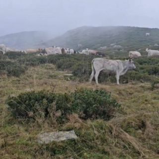 Piemonte, prolungato di 10 giorni il pascolamento in quota e in media montagna fino a metà novembre (foto di repertorio)