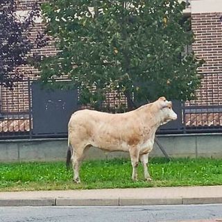 Leinì (TO), il sindaco Torella grazia la vitella dal macello: presto prenderà il suo nome