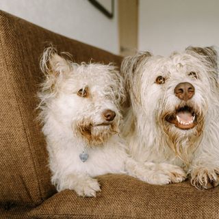 Pulci e Zecche: Conoscerle, Prevenirle e Combatterle per il Bene dei Nostri Animali Domestici.