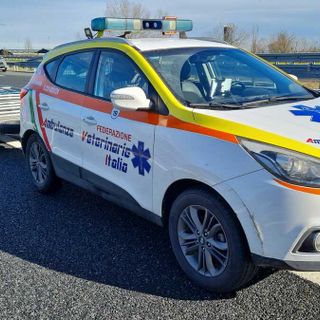 Vercelli, liberati i caprioli in autostrada