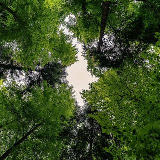 Nella "banca del dna" delle foreste piemontesi, ecco i semi che resisteranno al cambiamento climatico (foto di repertorio)