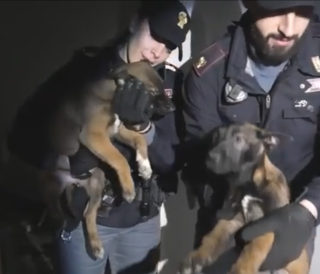 Dal Nord-ovest: cuccioli rinchiusi fra i rifiuti: "Fermate la vendita di animali online"