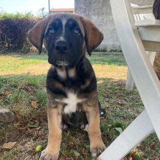 Ginger cerca casa: è l'ultima cucciola rimasta senza adozione