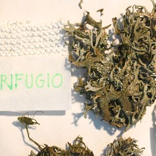 “Nidi, nodi. Fluidi”, di Sonia Arienta
