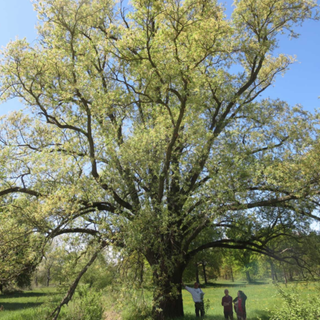 Nel vercellese 9 alberi monumentali: ecco dove si trovano