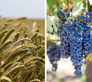 Produzioni agroalimentari e vitivinicole: nuovo bando della Regione Piemonte.