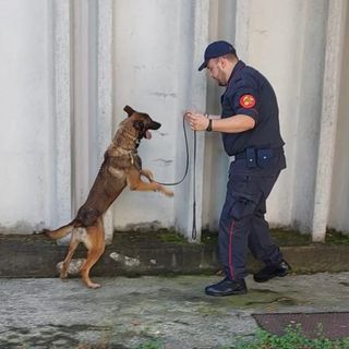 Unità cinofila nelle scuole e nei parchi di Vercelli: prevenzione antidroga tra i giovani