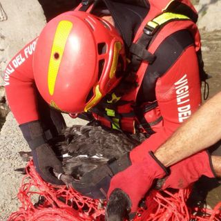 Riportato a casa dai Vigili del Fuoco di Varallo un cigno nero