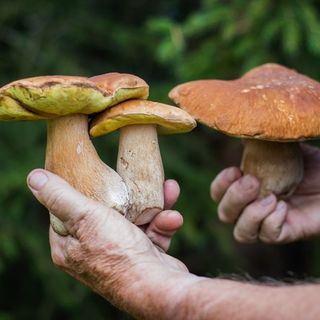 E’ istituito un servizio di reperibilità micologica di supporto agli ospedali del territorio delle Aziende Sanitarie Locali VCO, Novara e Vercelli in caso di intossicazione da funghi