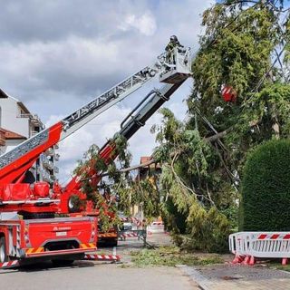 Gattinara, cade grosso albero in corso Valsesia. Vigili del Fuoco in azione FOTO e VIDEO