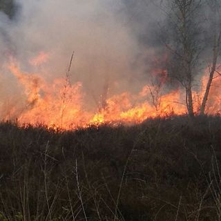 Piemonte, foreste: approvato il piano straordinario di interventi di ripristino per gli incendi 2017
