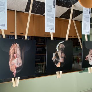 Al Liceo Ferrari di Borgosesia la mostra fotografica Speculare