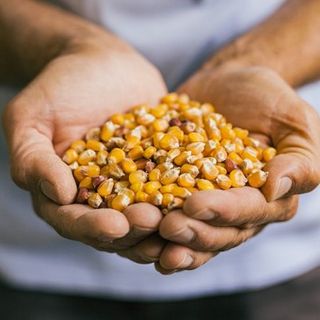 Biella, Azienda Agricola Vallini: dalla coltivazione di cereali alle farine tra tradizione ed innovazione.