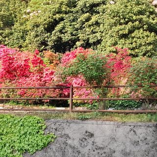 Angolo fiorito a Varallo, il sindaco ringrazia: “Viva la bellezza” FOTO