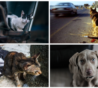 Abbandono degli animali: ogni caso è una condanna a morte